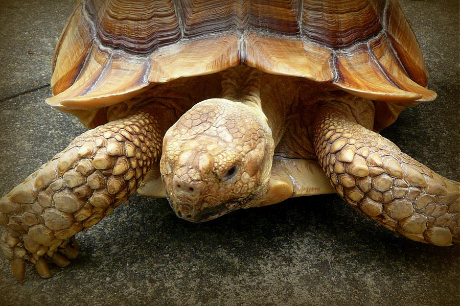 Tortoise Photograph by Lori Seaman - Fine Art America