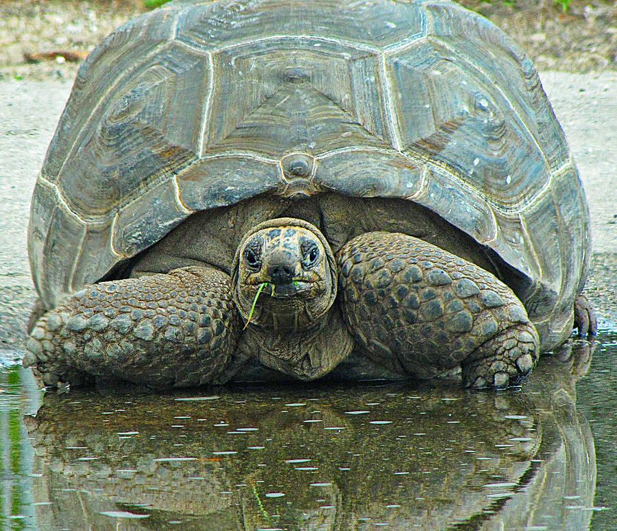 Tortoise Photograph by MTBobbins Photography | Fine Art America