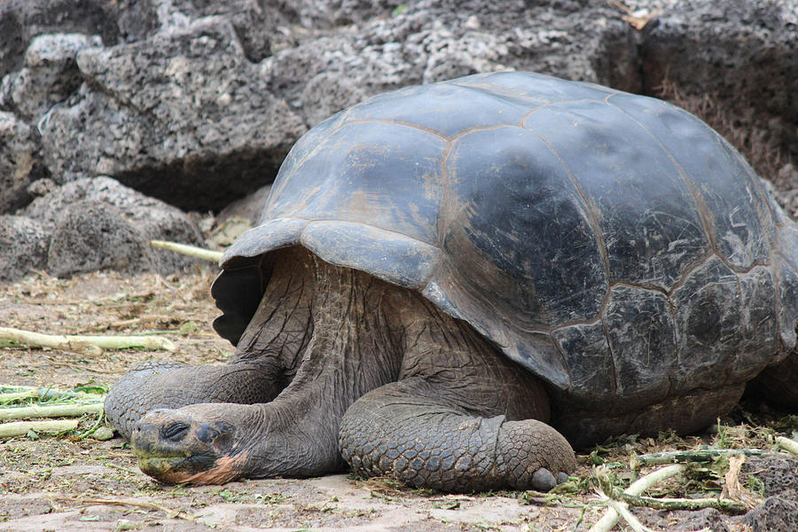 Tortoise Photograph by Pat Burns - Fine Art America