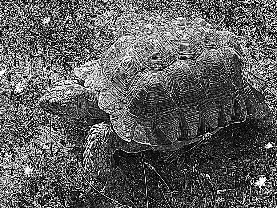 Tortoise Patterns Photograph by Suzy Piatt