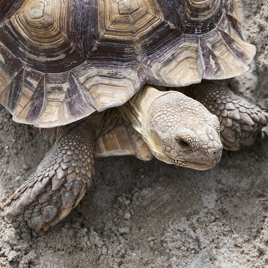 Tortoise Photograph by Phyllis Taylor - Fine Art America