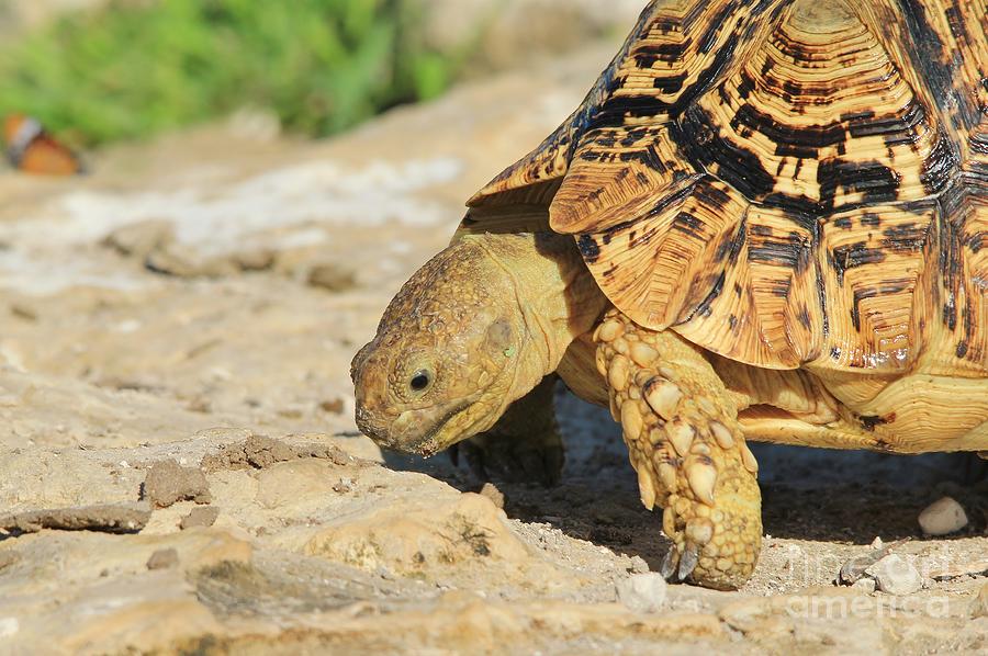 Tortoise Pose Photograph By Andries Alberts - Fine Art America