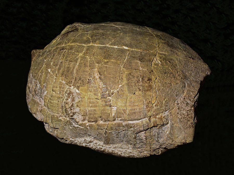 Tortoise Shell Fossil Photograph by Millard H. Sharp - Fine Art America