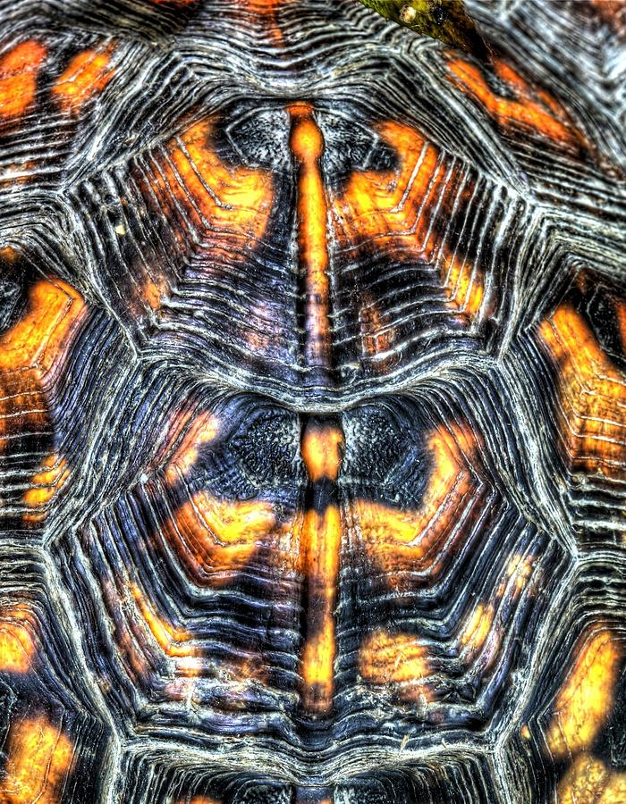 Tortoise Shell Phone Cover  Photograph by JC Findley