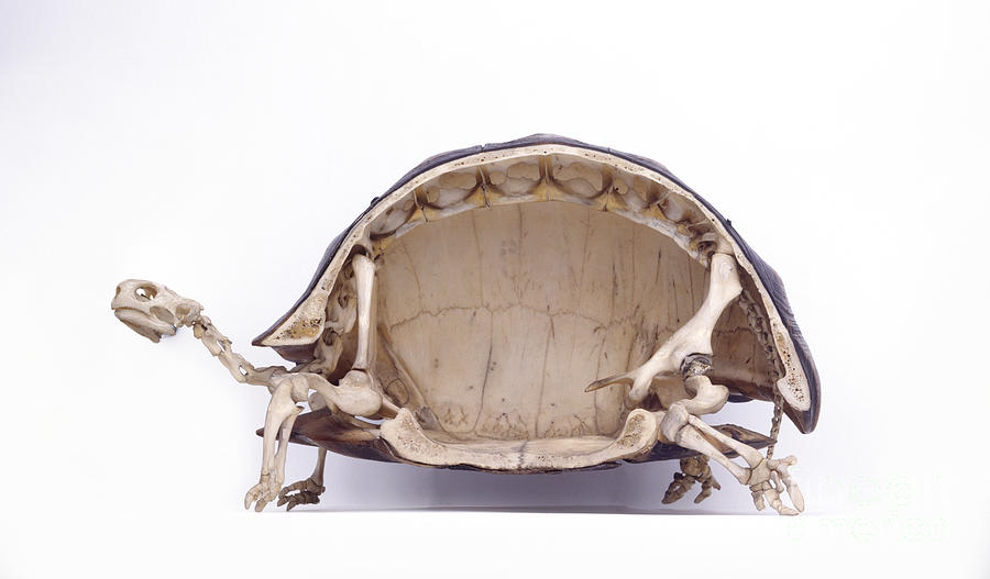 Tortoise Skeleton, Cross-section Photograph by Colin Keates / Dorling Kindersley / Natural History Museum, London