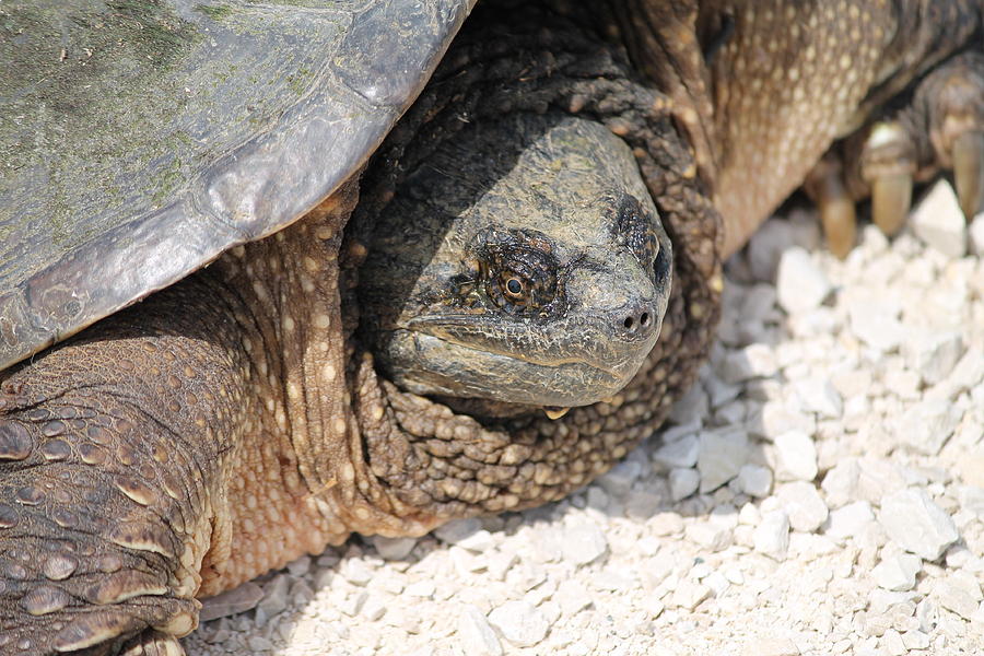 Tortoise Tears Photograph by Neora Chana Rut | Fine Art America