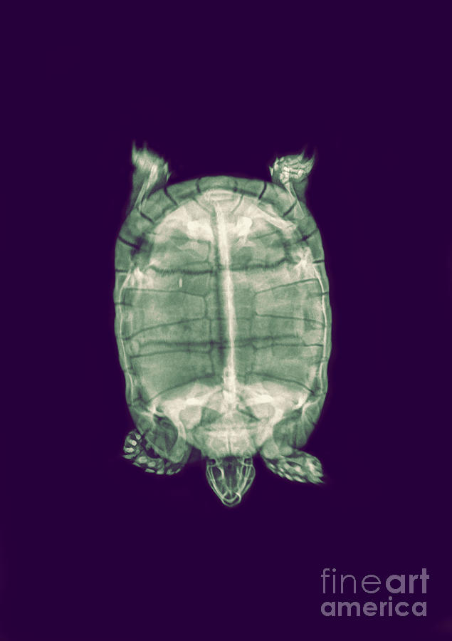 Tortoise under x-ray Photograph by Guy Viner - Pixels