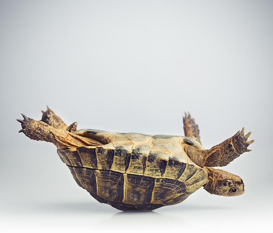 Tortoise upside down Photograph by SensorSpot