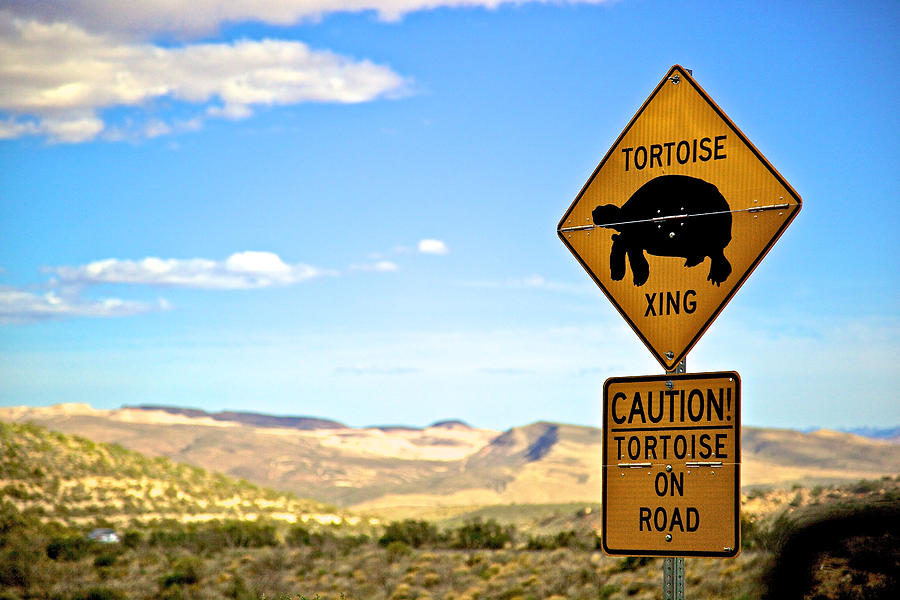 Tortoise Xing Photograph by Joseph Urbaszewski