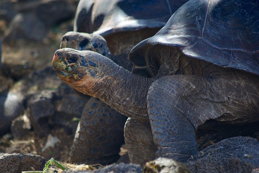 Tortoises Photograph by Allan Morrison