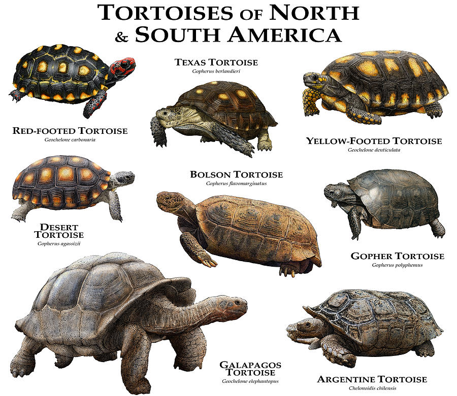 Tortoises Of North & South America Photograph by Roger Hall