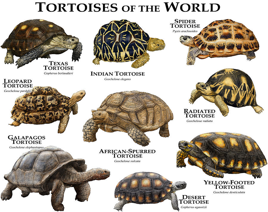 Tortoises Of The World Photograph by Roger Hall