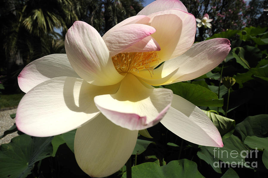Tortuous Lotus Photograph by Brenda Kean