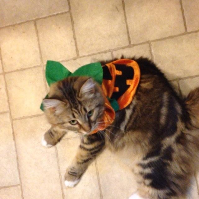 Torturing My Poor Cat Lol Photograph by Danielle McNeil Torturing My Poor Cat Lol Photograph by Danielle McNeil