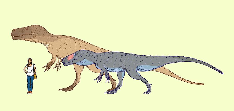 Torvosaurus Size Comparison Photograph by Nemo Ramjet