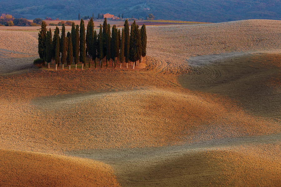 Tree Photograph - Toscana by Vadim Balakin