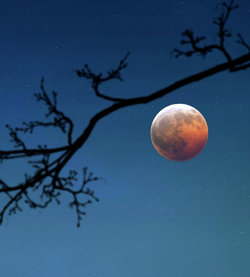 Total Lunar Eclipse Photograph by Detlev Van Ravenswaay