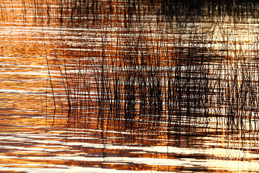 Sunset Photograph - Totora Reeds at Sunset by James Brunker