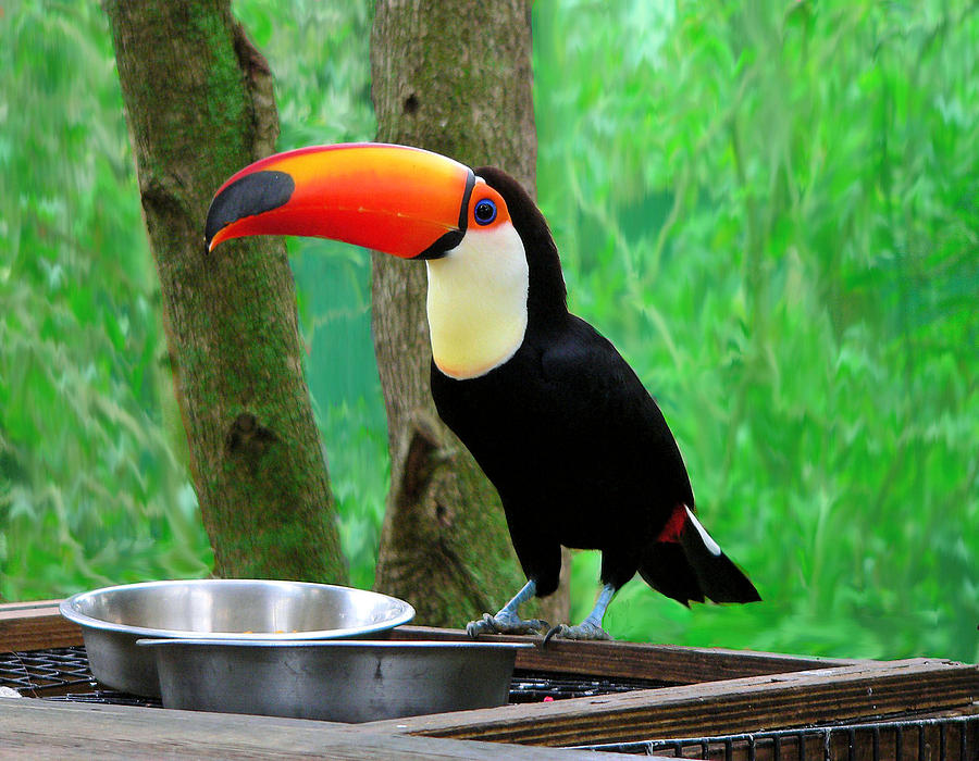 Toucan at the Feeding Station Photograph by Rosalie Scanlon