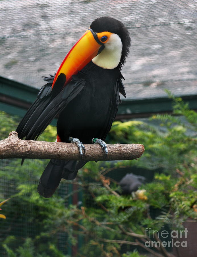 Toucan Photograph - Toucan by Christiane Schulze Art And Photography