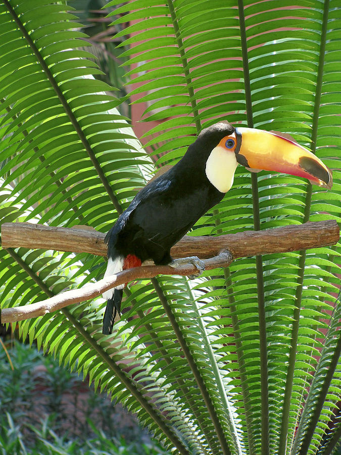 Toucan Photograph by Dody Rogers