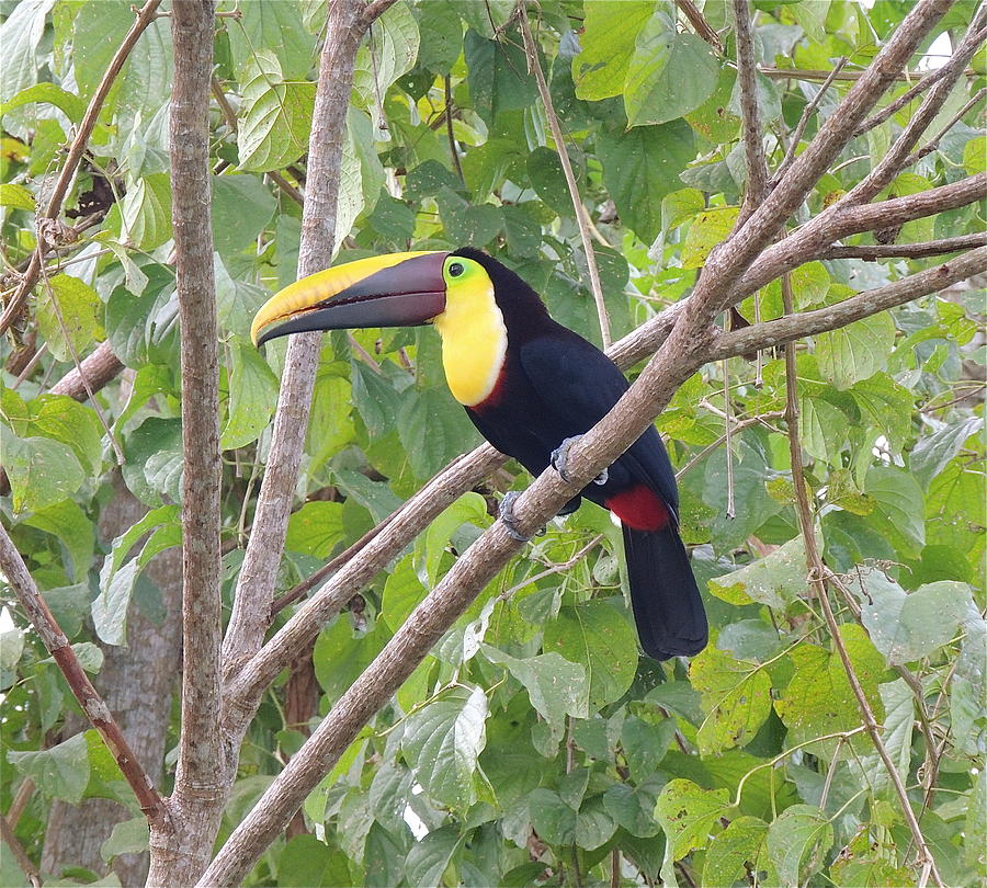 Toucan Photograph by Gregory Young | Fine Art America