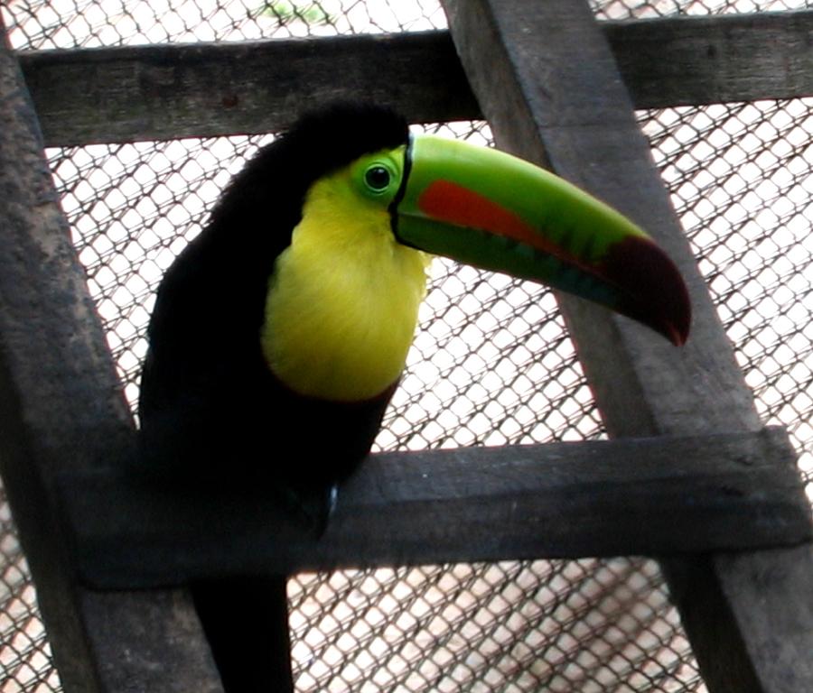 Toucan In Puerto Rico Photograph by Jay Milo