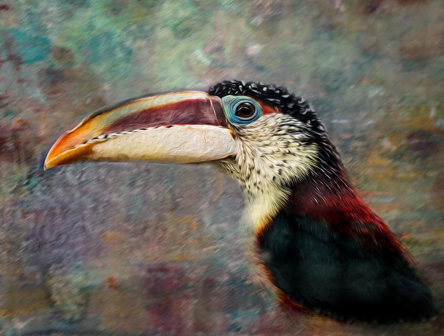 Toucan Photograph by James Gamble Toucan Photograph by James Gamble