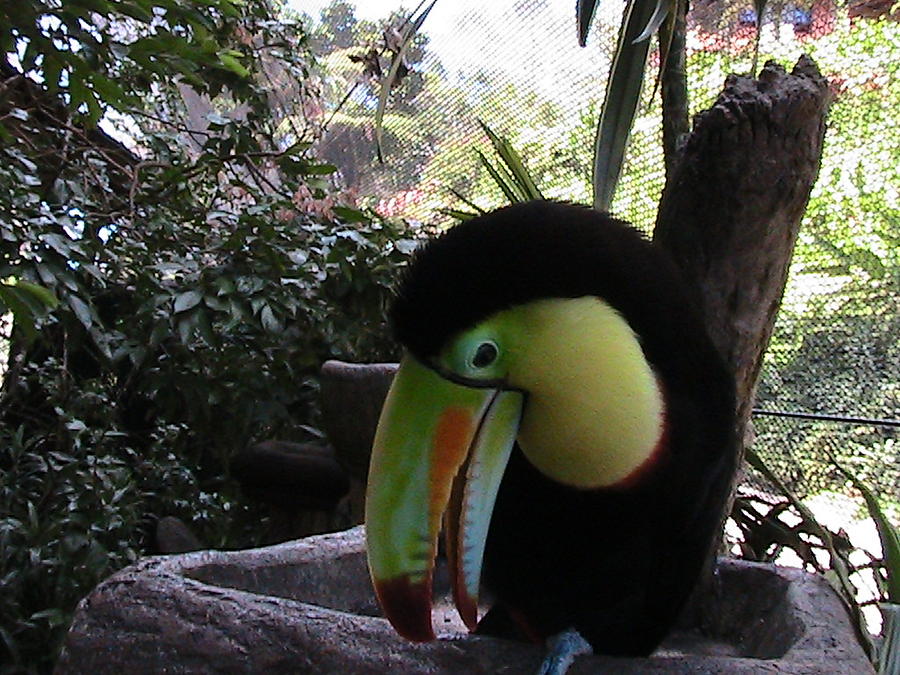 Toucan  Photograph by Nieve Andrea