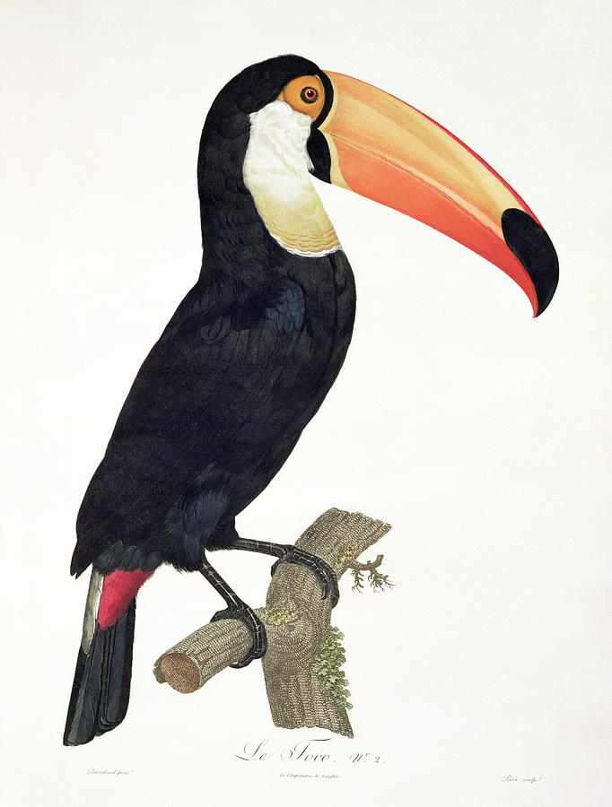 Toucan Painting - Toucan by Jacques Barraband