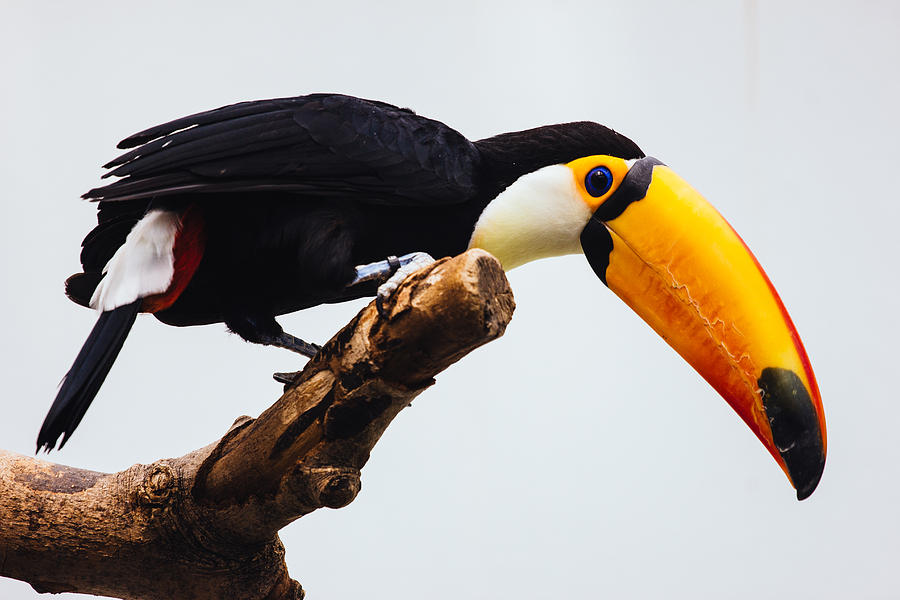 Toucan On Grey Photograph by Pati Photography - Fine Art America