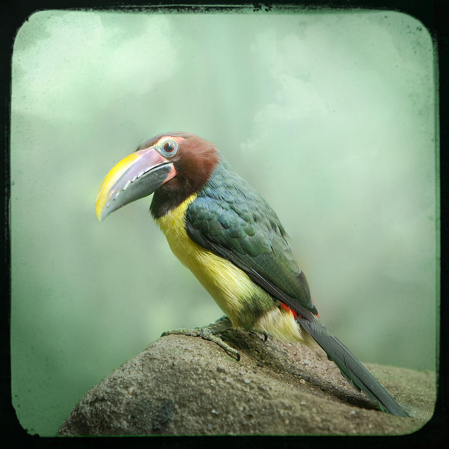 Toucan perched on a rock - Exotic Bird Photograph by Gary Heller