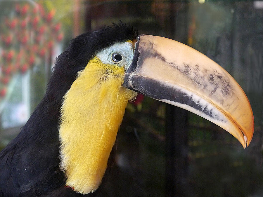 Toucan Play At That Photograph by Richard Reeve