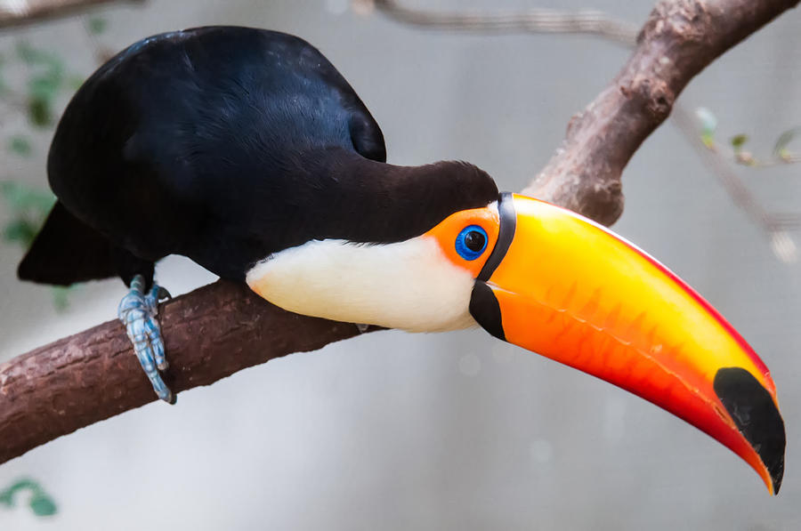 Toucan Ramphastos toco sitting on tree branch in tropical fore Photograph by Alex Grichenko
