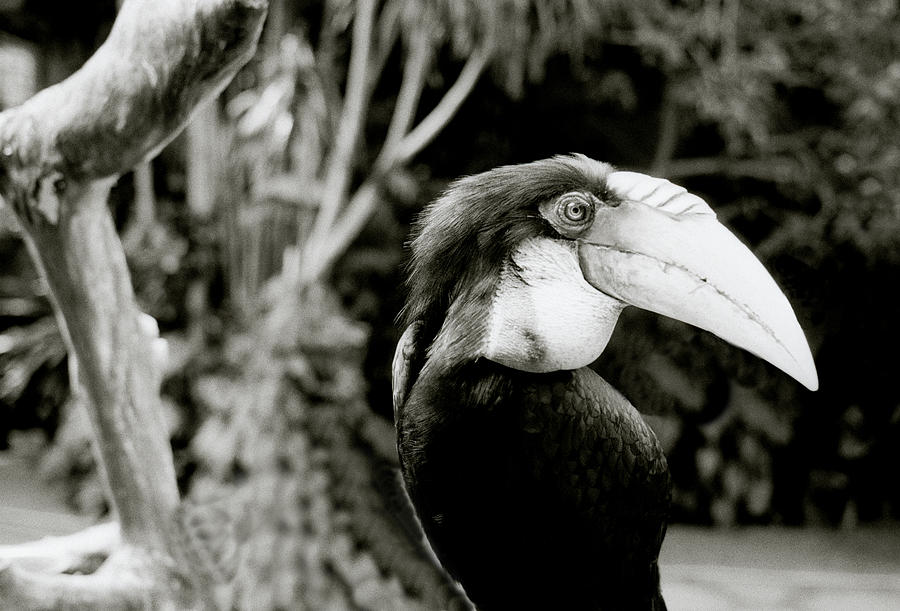 Toucan Of Bali Photograph by Shaun Higson