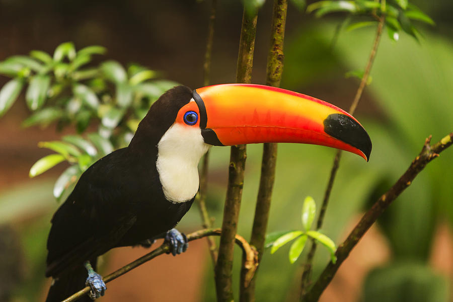 Toucan sitting on a branch Photograph by Anton Petrus
