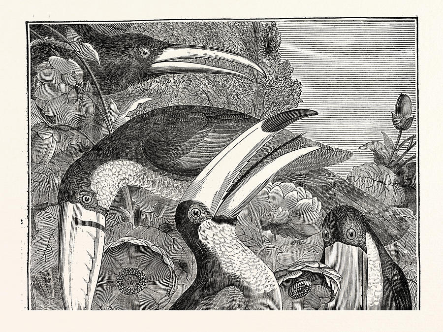 Vintage Drawing - Toucans by English School