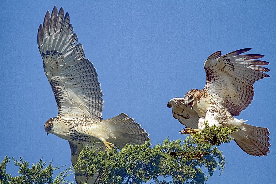Hawk Photograph - Touch And Go Juvenile Red-tailed Hawk  by Constantine Gregory