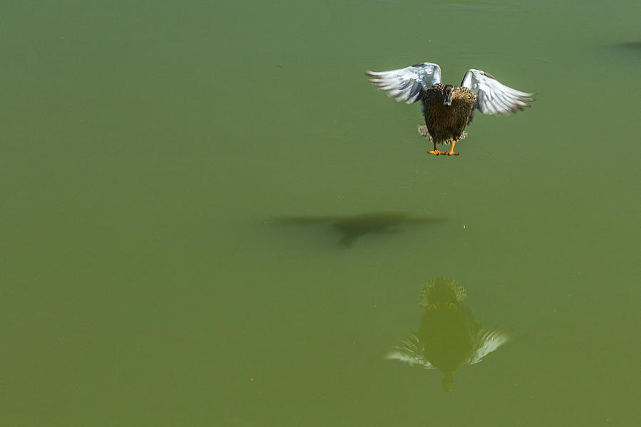 Duck Photograph - Touch Down by Terry Thomas