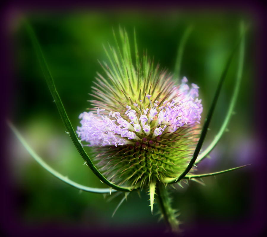 Thistle Photograph - Touch Me Not by Karen Wiles