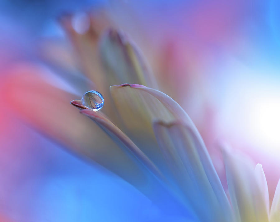 Flower Photograph - Touch Me Softly... by Juliana Nan
