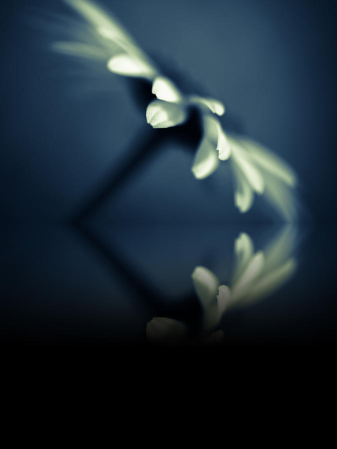 Flowers Still Life Photograph - Touch Of Blue by Shane Holsclaw