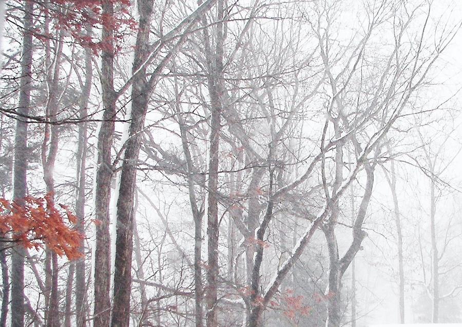 Touch of Fall in Winter Fog Photograph by Pamela Hyde Wilson