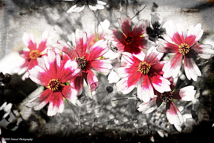 Touch of Pink  Photograph by Debra Forand