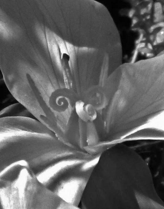 Touch of Shadow Trillium Photograph by Charles Lucas