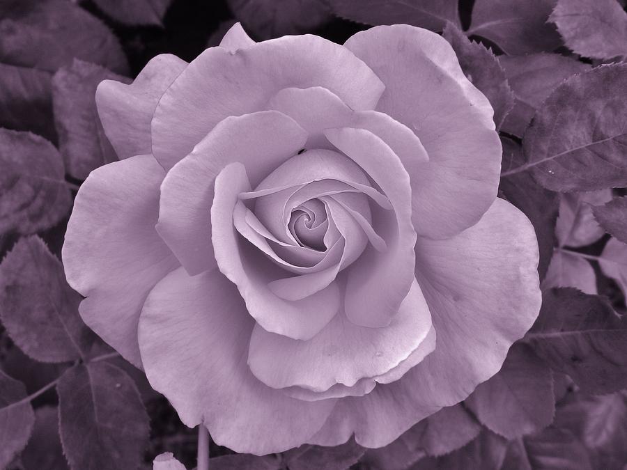 Nature Photograph - Touch of the Rose by Charles Lucas