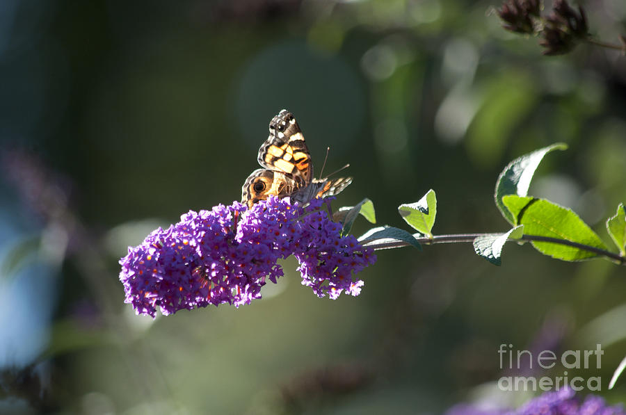 Butterfly Photograph - Touchdown by Affini Woodley