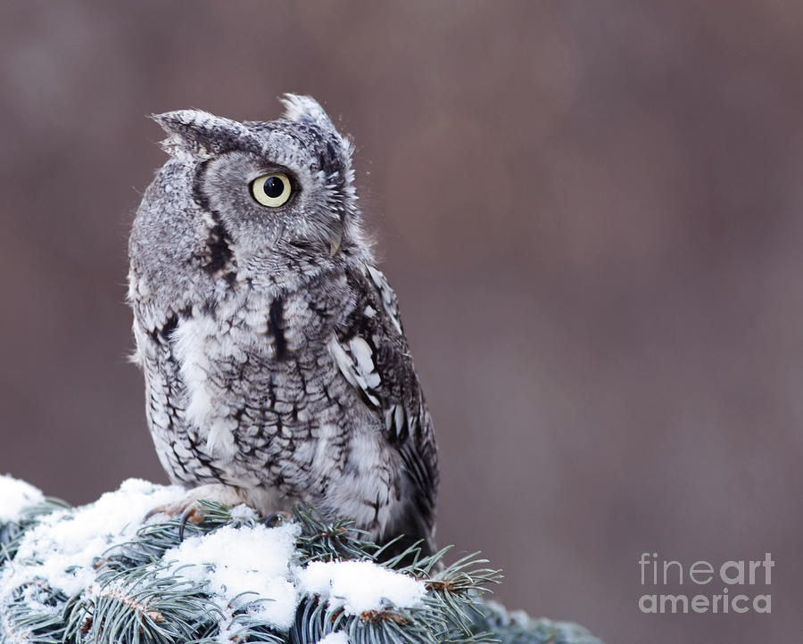 Owl Photograph - Touched by Grace Eastern Screech Owl by Inspired Nature Photography Fine Art Photography