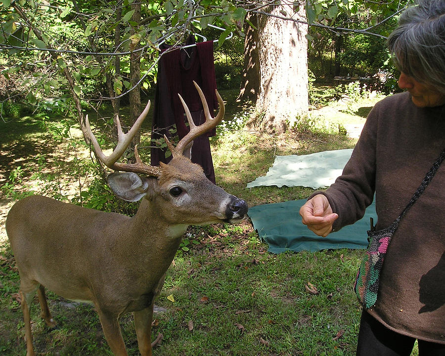 Touchy Feely Buck Photograph by Roger Swezey