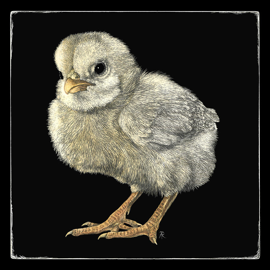 Tough Chick Drawing by Ann Ranlett